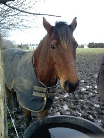 t'es ouf du goyen dans le champ des abeilles