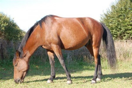 ramdam du goyen , le demi-frère de t'es ouf du goyen