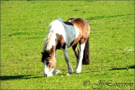 joli crapule boy est un poney adorable
